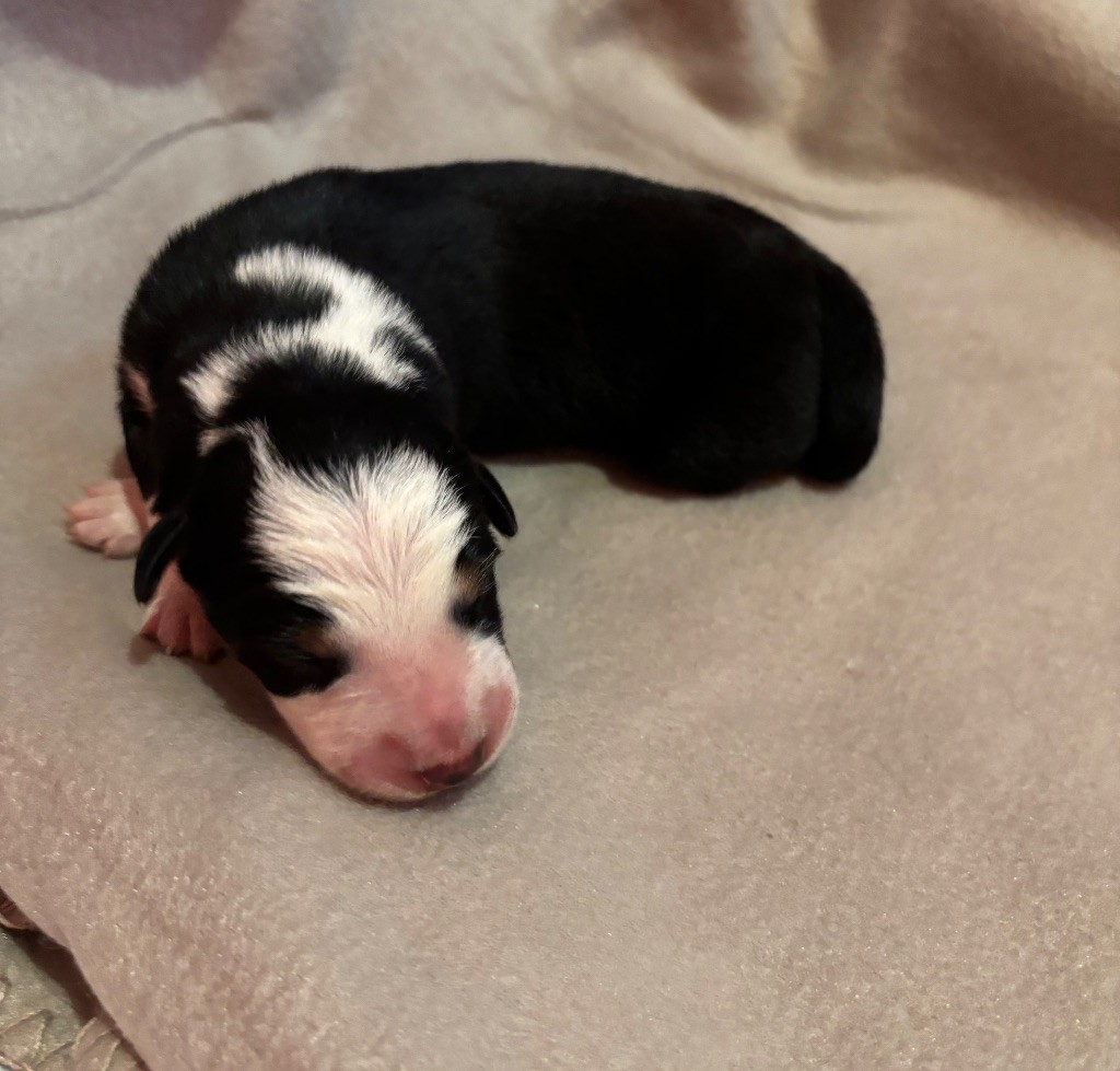 Of Morwen’s Pride - Chiot disponible  - Border Collie